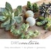 see more listings in the FAUX SUCCULENTS section