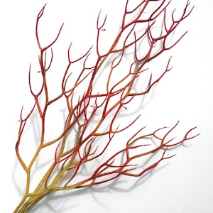 Red Faux Fire Stick Pencil Cactus, Euphorbia Tirucalli image 10
