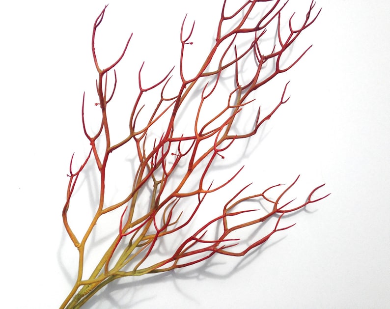 Red Faux Fire Stick Pencil Cactus, Euphorbia Tirucalli image 10