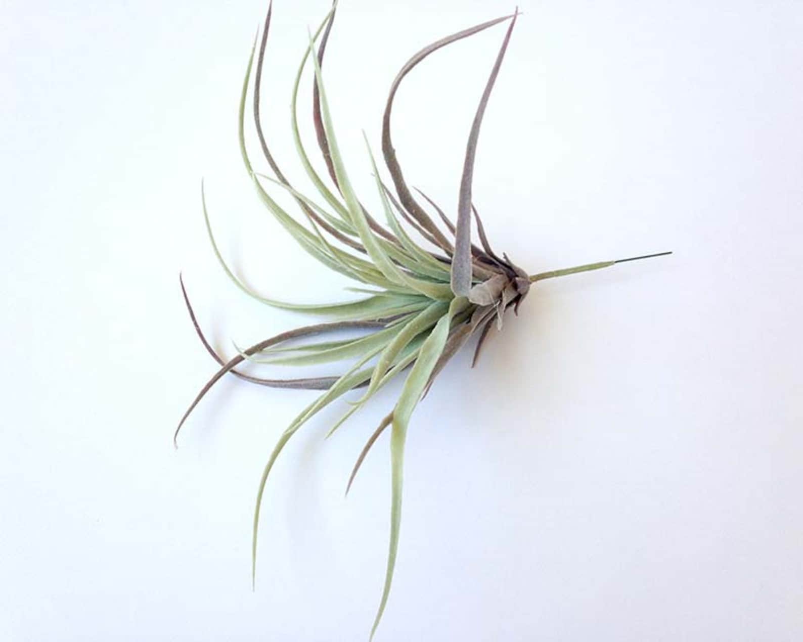 Tillandsia Faux Air Plant Faux Stricta Large Air Plant Etsy