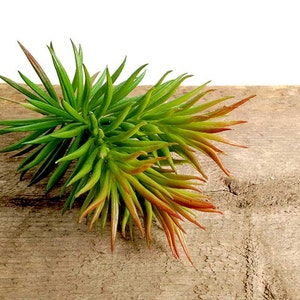 May include: A bunch of artificial succulents with long, thin leaves in shades of green and red. The succulents are arranged together and are sitting on a wooden surface.