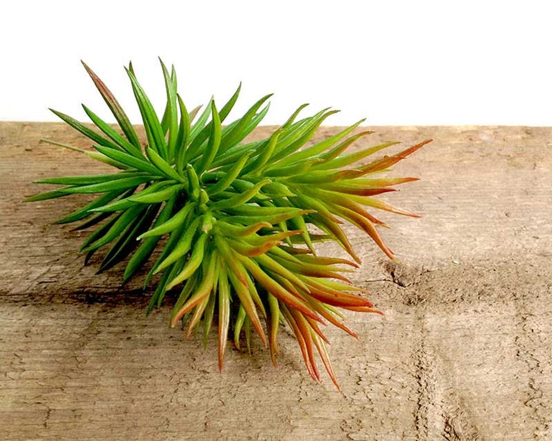 Crassula succulent, fake succulent, crassula tetragona, faux succulent, spiky succulent image 4