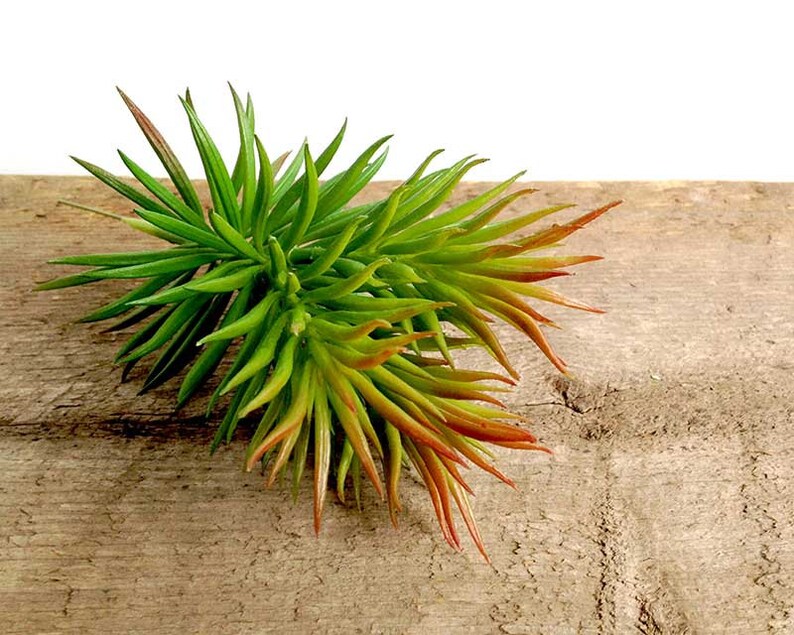 May include: A bunch of artificial succulents with long, thin leaves in shades of green and red. The succulents are arranged together and are sitting on a wooden surface.