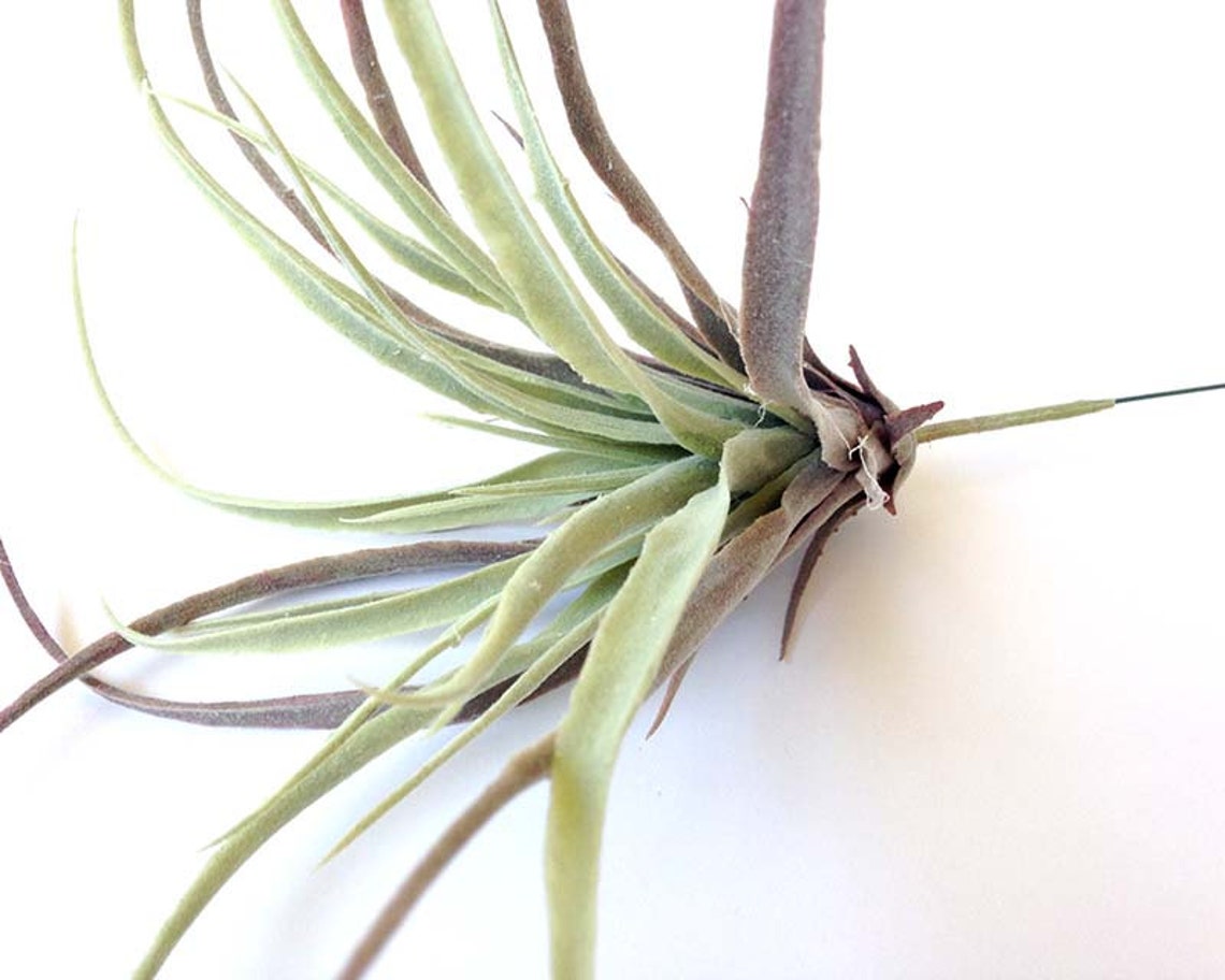 Tillandsia Faux Air Plant Faux Stricta Large Air Plant Etsy