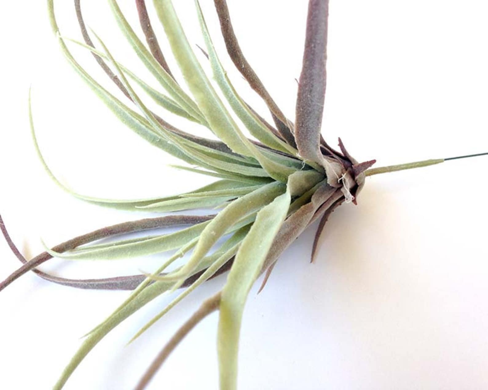 Tillandsia Faux Air Plant Faux Stricta Large Air Plant Etsy