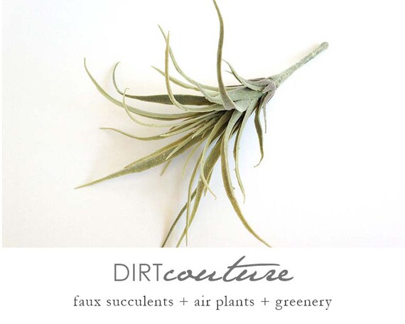 Faux Air Plant Tillandsia Stricta, 6-inch Wide - Etsy