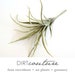 see more listings in the FAUX AIR PLANTS section