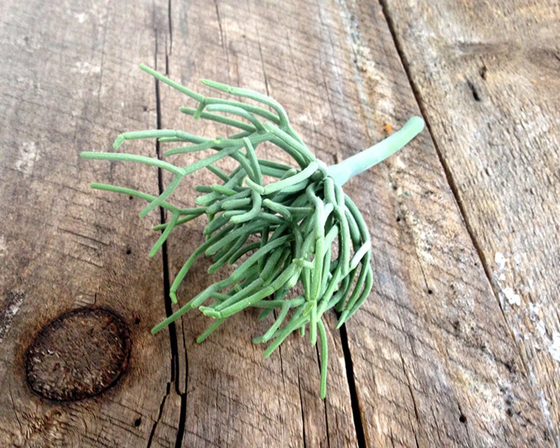 Falsa chimenea lápiz cactus planta artificial falso | Etsy