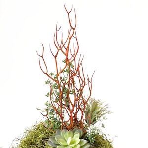 Red Faux Fire Stick Pencil Cactus, Euphorbia Tirucalli image 7