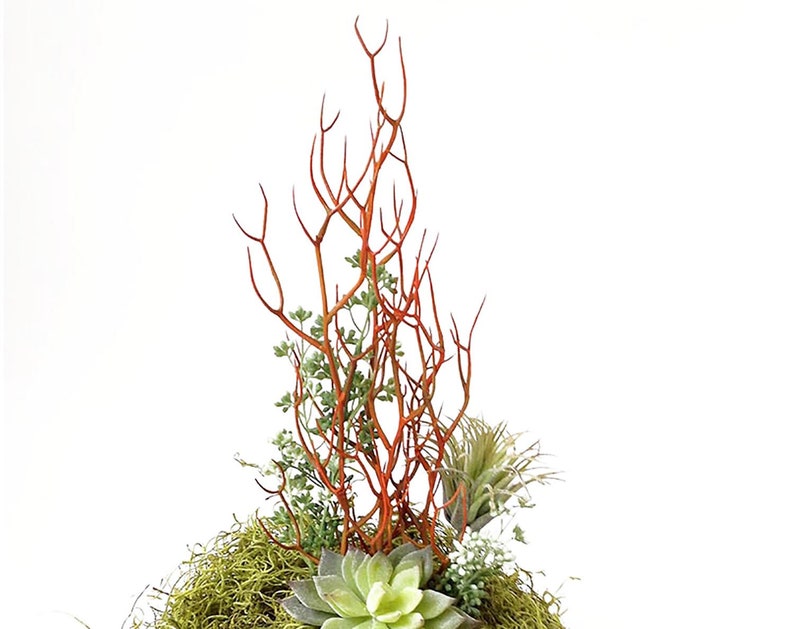 Red Faux Fire Stick Pencil Cactus, Euphorbia Tirucalli image 7