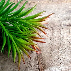 May include: A close-up of a green succulent plant with red tips. The plant is on a wooden surface.
