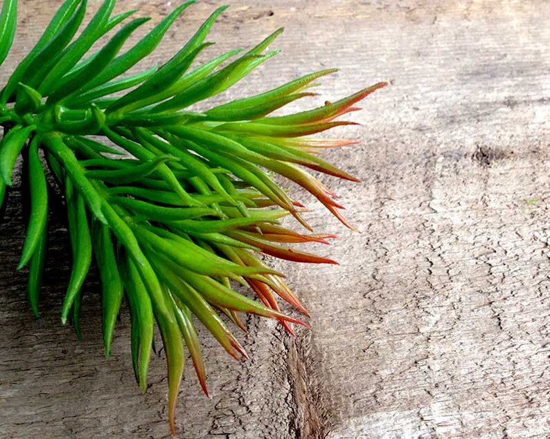 May include: A close-up of a green succulent plant with red tips. The plant is on a wooden surface.