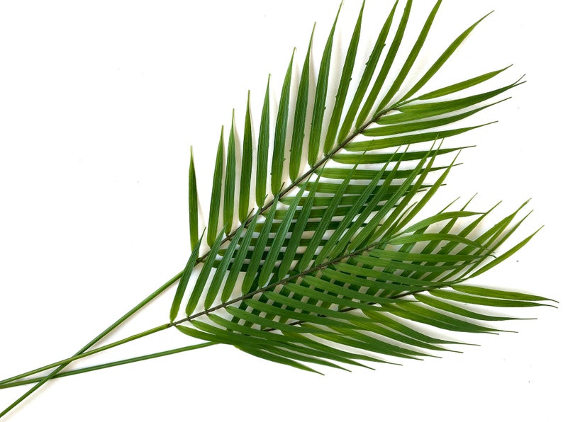 3 Palm Stems, artificial tropical plant, palm leaf image 4