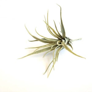 Faux Air plant, air plant, air plant, hanging air plant, tillandsia, Stricta, Tillandsia Tenuifolia image 2