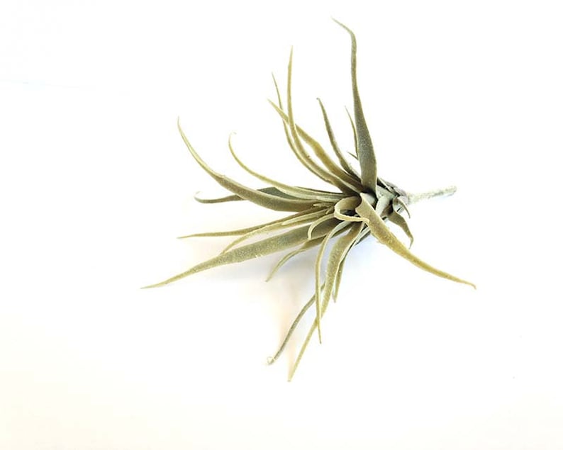 Faux Air plant, air plant, air plant, hanging air plant, tillandsia, Stricta, Tillandsia Tenuifolia image 2