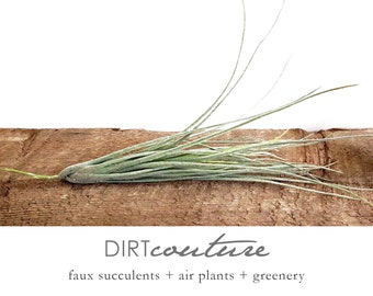 Faux Juncea Air Plant, Long Lacy Artificial Tillandsia