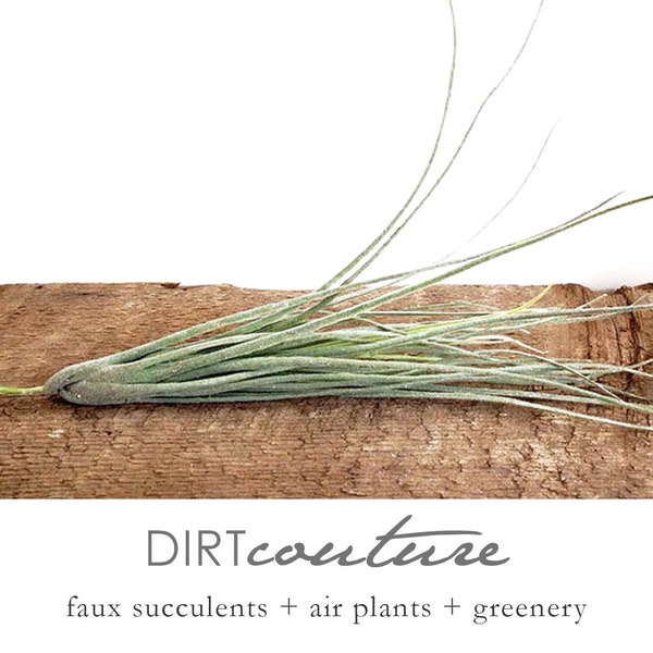 Juncea, large air plant, faux air plant, tillandsia, fake air plant, artificial air plant, long air plant