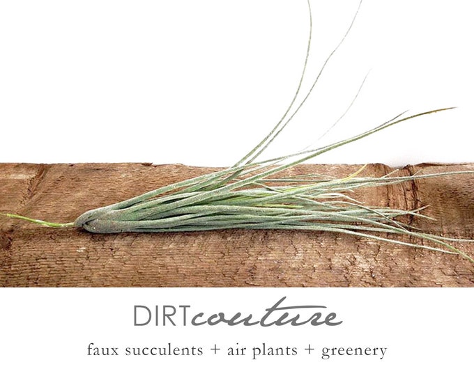 Juncea, Large Air Plant, Faux Air Plant, Tillandsia, Fake Air Plant