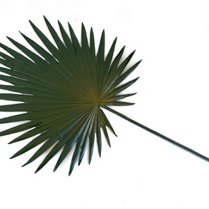 Palm, Fan palm leaf, dried look, faux, palm leaves, palm decor, tropical decor, Palmetto, palm floral image 3