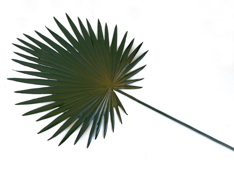 Palm, Fan palm leaf, dried look, faux, palm leaves, palm decor, tropical decor, Palmetto, palm floral image 3