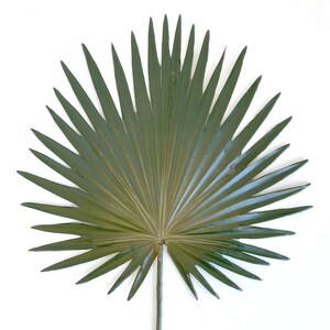 Palm, Fan palm leaf, dried look, faux, palm leaves, palm decor, tropical decor, Palmetto, palm floral image 8