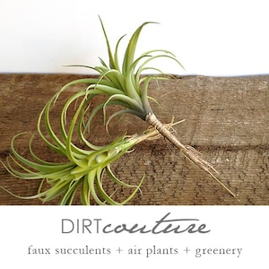 Faux air plant: Artificial tillandsia with pale green leaves, fake air plant, Stricta 8.5 inch long