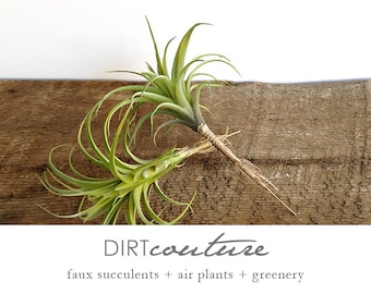 Faux air plant: Artificial tillandsia with pale green leaves, fake air plant, Stricta 8.5 inch long