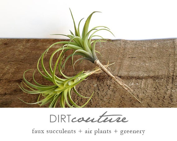 Faux Air Plant: Artificial Tillandsia With Pale Green Leaves, Fake Air Plant,  Stricta 8.5 Inch Long 