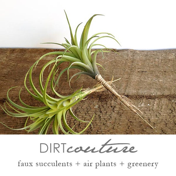 Faux air plant: Artificial tillandsia with pale green leaves, fake air plant, Stricta 8.5 inch long