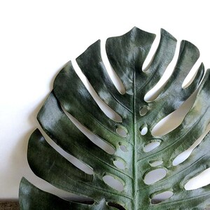 May include: A large, green, tropical leaf with holes in it. The leaf is against a white background.