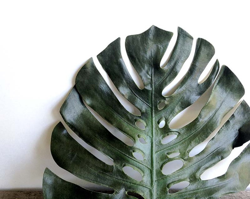 May include: A large, green, tropical leaf with holes in it. The leaf is against a white background.
