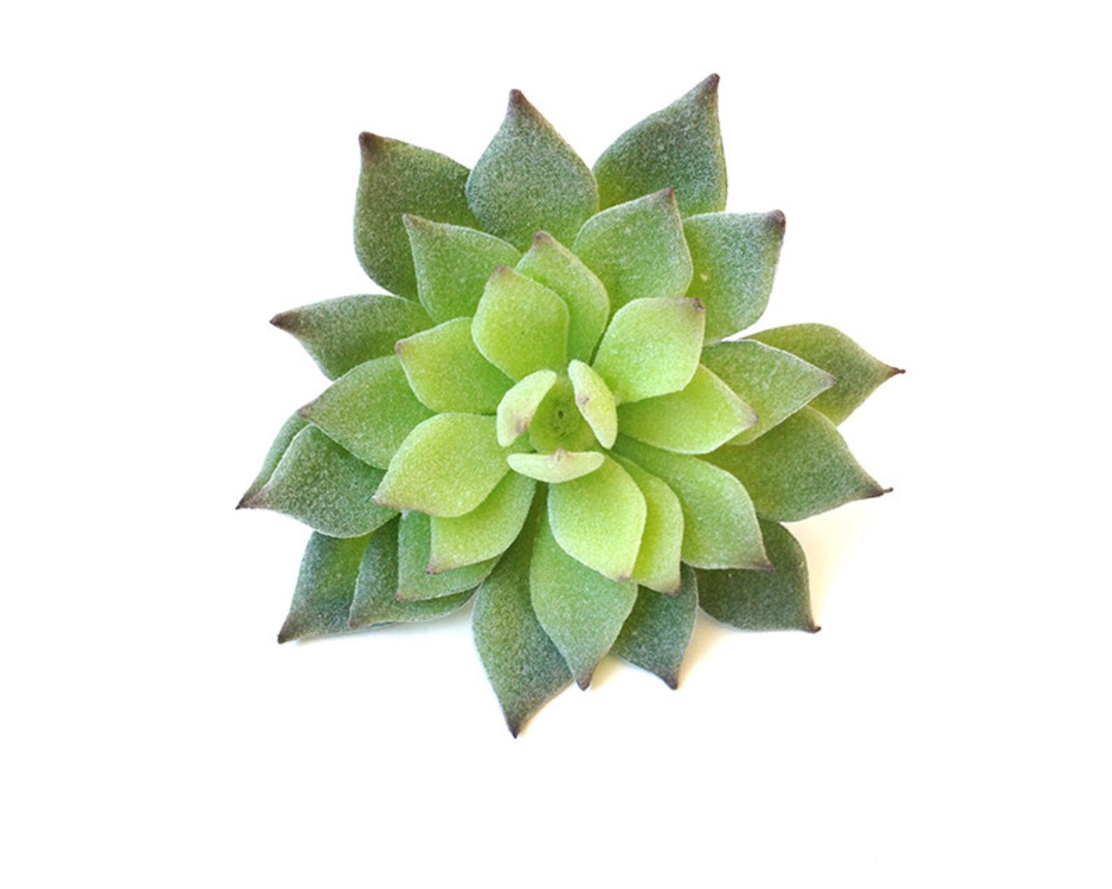 Fake Succulents Succulent Plant Echeveria Succulent Etsy
