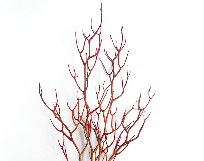 Red Faux Fire Stick Pencil Cactus, Euphorbia Tirucalli image 2