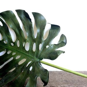 May include: A large, green monstera leaf with holes in it, lying on a wooden surface.