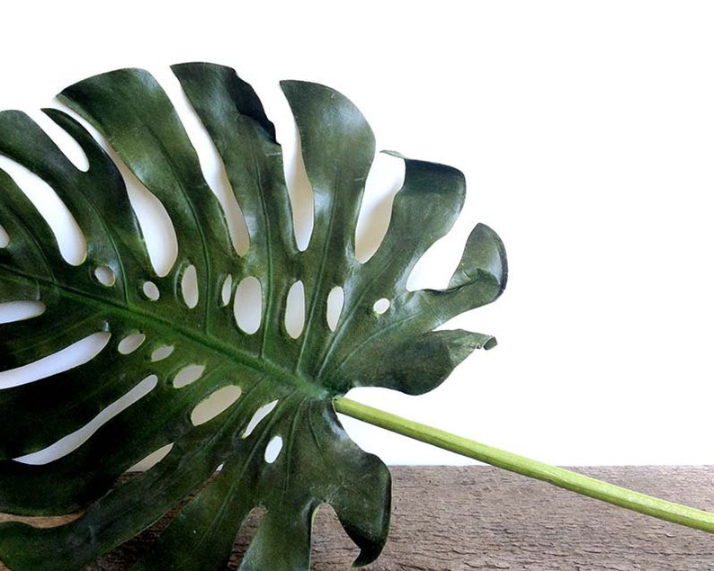 May include: A large, green monstera leaf with holes in it, lying on a wooden surface.