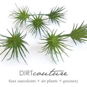 May include: Six green faux succulents with long, thin leaves. The succulents are arranged in a cluster on a white background. The text "DIRTcouture" is printed below the succulents, along with the phrase "faux succulents + air plants + greenery".