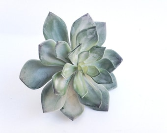 Echeveria silver green, faux echeveria with silver green leaves, artificial succulent, size large, blue green succulent, lg succulent plant