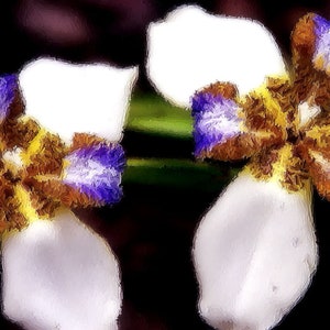 GRANDMA&#39;S BEST FRIEND™ Perfume Oil — Spring Fragrance — Iris, Sandalwood, Heliotrope, Musk, Apple, Citron, Jasmine, Cedar