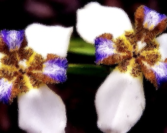 GRANDMA'S BEST FRIEND™ Perfume Oil — Spring Fragrance — Iris, Sandalwood, Heliotrope, Musk, Apple, Citron, Jasmine, Cedar