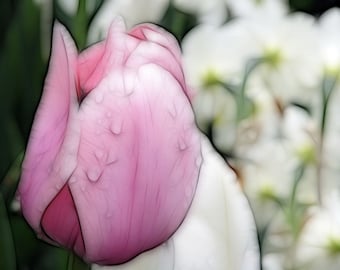 TRUE LOVE'S CRYSTAL™ Perfume Oil — Spring Fragrance — Tulip, Amber, Citrus, Spices, Orange, Vanilla, Orchid, Musk