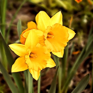 Dance of the Daffodils™ Perfume Oil — Spring Fragrance — Daffodil, Sandalwood, Violet, Lavender, Musk