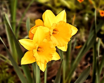 Dance of the Daffodils™ Perfume Oil — Spring Fragrance — Daffodil, Sandalwood, Violet, Lavender, Musk
