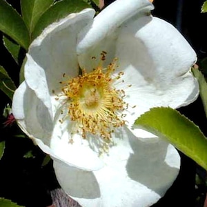 Cherokee Rose Perfume Oil: Walking Dead inspired perfume, Cherokee rose, tuberose, and other soft florals