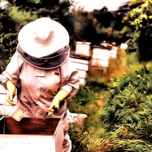 Honey Thief™ — Perfume Oil