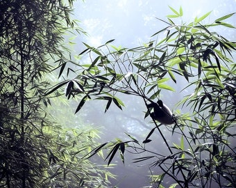 Aceite de perfume BAMBOO SUGAR POTENTIAL™ — Fragancia de primavera — flor de bambú, vainilla, cassis