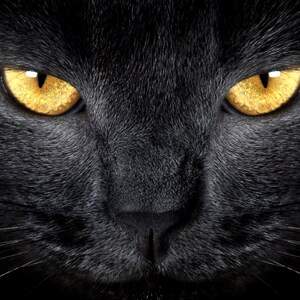 GRIMALKIN™ Perfume Oil:  Butter rum, pumpkins, cream, leaves, mocha coffee, earth and dried currants, Halloween Perfume, Gothic Perfume