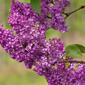 The Purple and the Red™ Perfume Oil — Spring Fragrance — Lilac, Nag Champa, Heliotrope, Musk