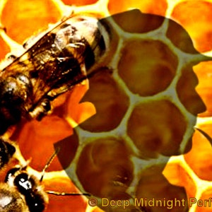 May include: A close-up of a honeycomb pattern with two bees on top. A silhouette of a person's head and shoulders is superimposed over the honeycomb, with a pipe coming out of their mouth.