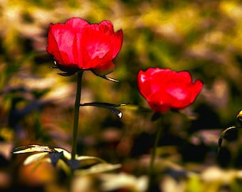 Thanks for the Peonies™ Perfume Oil — Spring Fragrance — Peony, Sandalwood, Strawberry, Musk