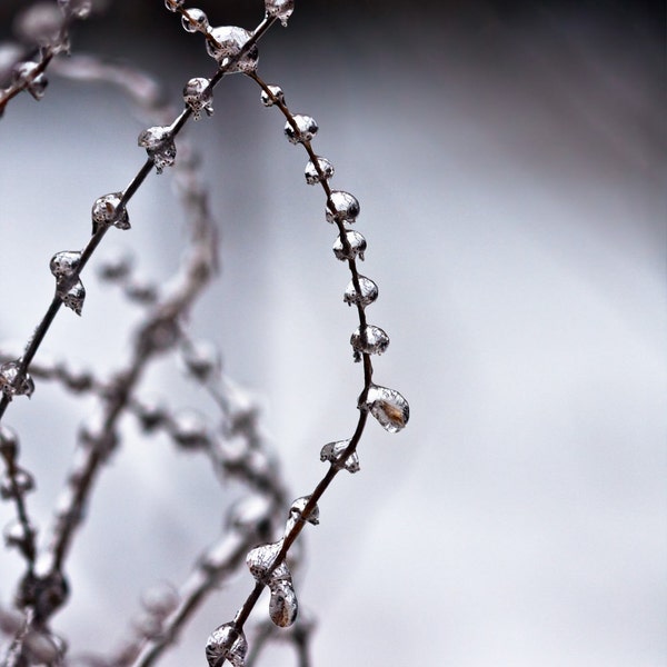 8x12 Macro Photo Print: Ice Storm Roses